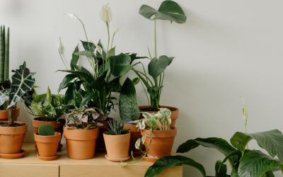 Les plantes d&rsquo;intérieur : Mes débuts, mes erreurs et mes apprentissages