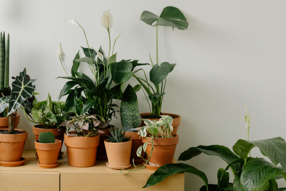 Les plantes d&rsquo;intérieur : Mes débuts, mes erreurs et mes apprentissages