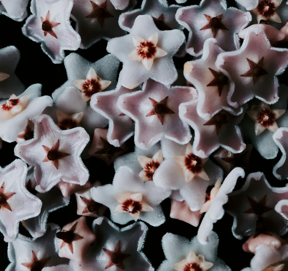 pexels-agneselunecka-11249335-fleurs-de-hoya-2 Fleurs roses de Hoya<br />