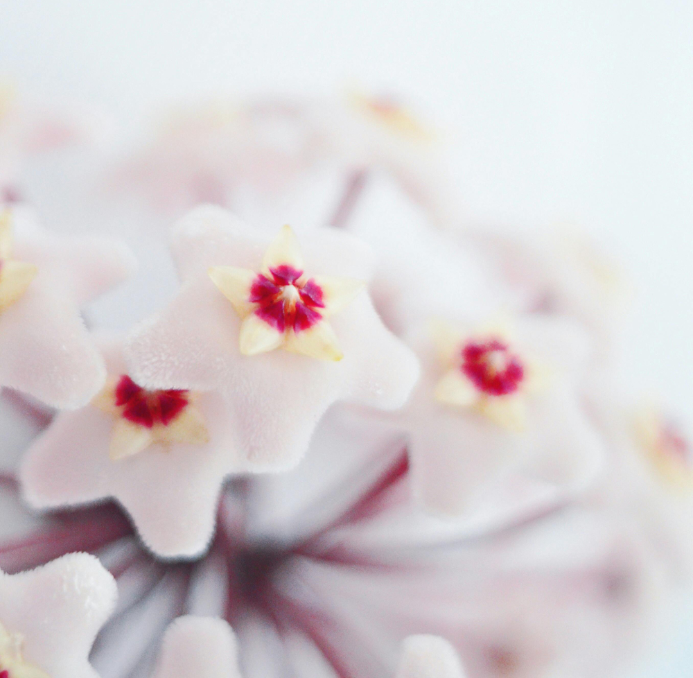 pexels-agneselunecka-2908683-fleur-hoya Fleurs hoya blanches<br />