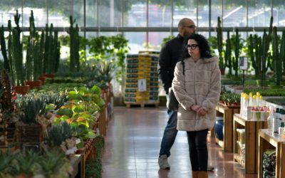 Achat d’une plante d’intérieur : guide pour débutants