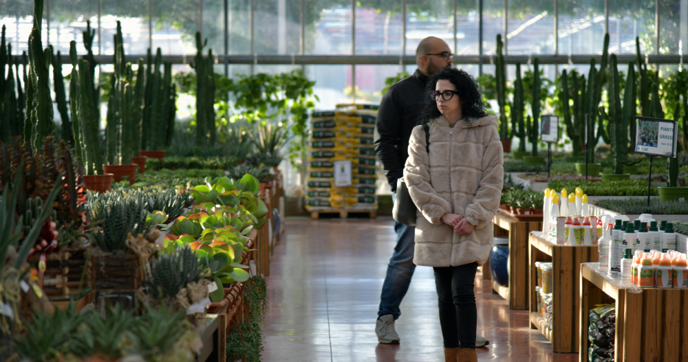 Achat d’une plante d’intérieur : guide pour débutants